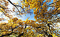 Baum an der Linzer DonaulÃ¤nde im Herbst - Baum im Herbst