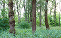 Wald neben FluÃ Traun, Traunau Auwiesen - Traunau Auwiesen