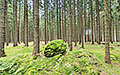 Wald in Groß Gehrungs, Waldviertel - Wald in GroÃ Gehrungs