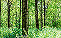 360° Foto Wald neben Weikerlsee, Donauau
