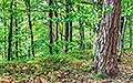 360° Foto Wald am Bachlberg