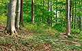 360° Foto Wienerwald in der N�he der Leopoldwarte