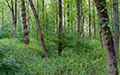 Wald neben Fluß Traun, Traunau Auwiesen - Traunau Auwiesen