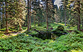 360° Foto Wald im Raurisertal